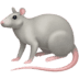 rat