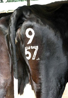 220px-A_day_at_the_Aylsham_Show_-_cow_no.9-57-geograph.org.uk-_937089